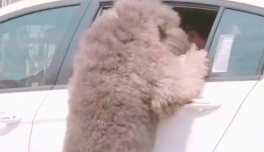 主人驾车回到家,贵宾犬立刻狂奔向前,趴到车窗玻璃上