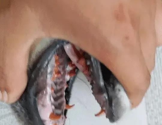 女子捡到一条平淡无奇的土狗,爷爷扒开嘴唇一看,却直言不讳捡到宝了