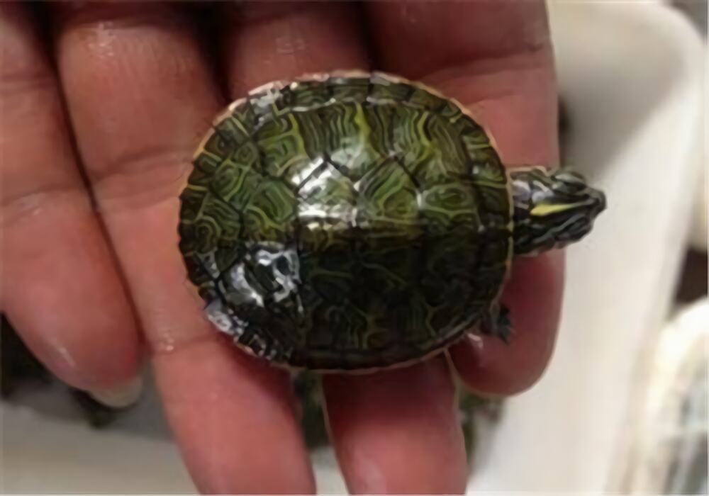 阿拉巴马红肚龟身份信息