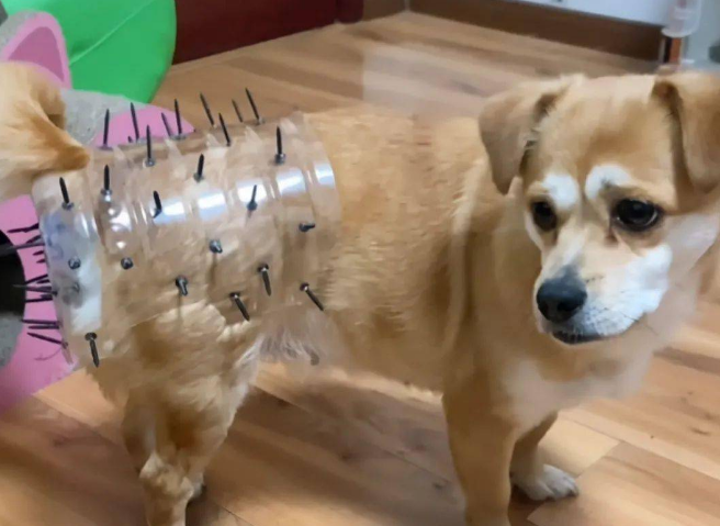 为了避免让狗狗怀孕生子,主人特地做了神器:这下没问题了吧?!