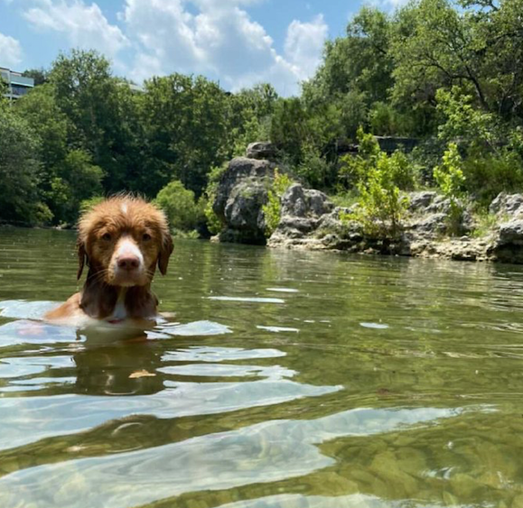 认为狗狗在河中游水,靠近了才发觉它是坐下来的,狗:我是一只澳洲袋鼠