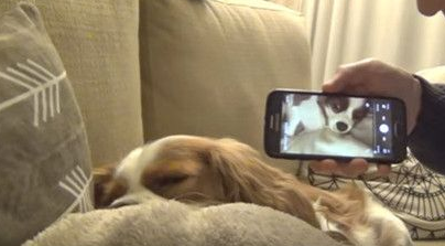 狗狗打呼震天响 熟睡中听到主人录音瞬间被惊醒