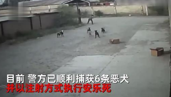 男子凌晨独行,遭遇多条流浪狗围攻,结局令人痛心