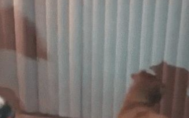 主人家拿手在墙壁投射出小动物,狗狗被吓得不轻:你们是什么魔鬼怪!