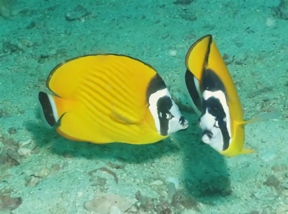 黑尾蝶身份信息