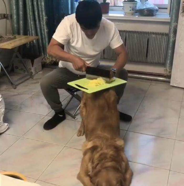 狗狗聪明乖巧善解人意,可惜遇上二货主人,这表情简直绝了