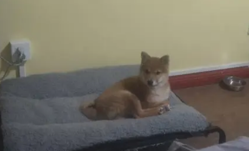 网友以柴犬的价格购买了张床,他只睡了几天就变成这样了
