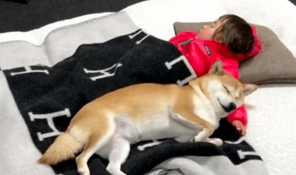 女主让柴犬喊女儿起床,半小时后还没下来,上前一看偷偷拿起棍子