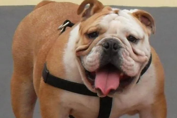 28岁女子去狗舍照顾宠物狗时,斗牛犬冲出笼子将其活活咬死