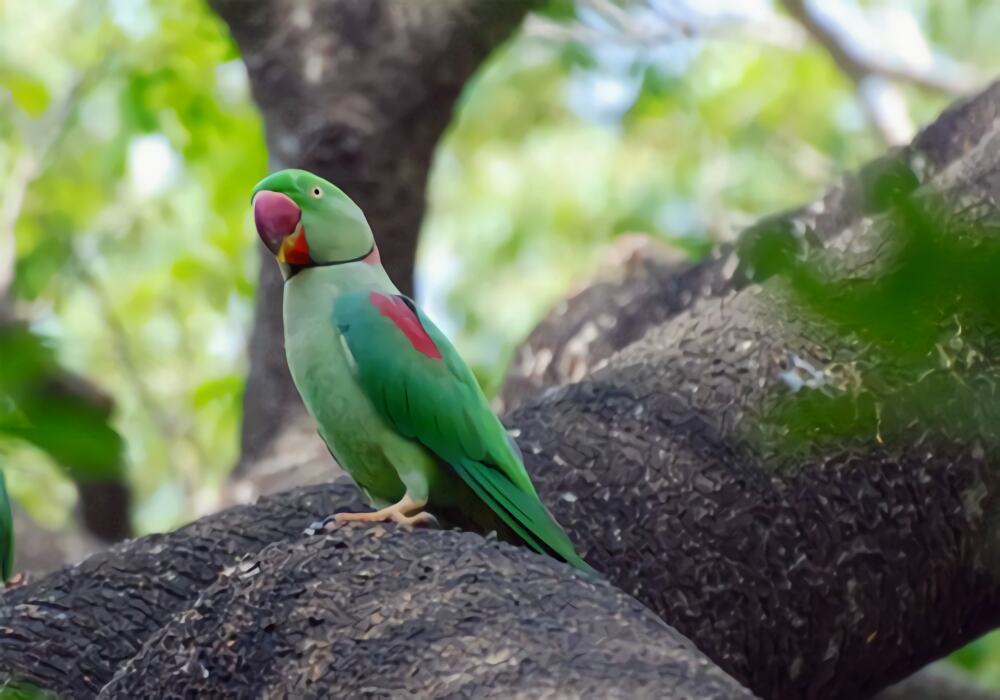 亚历山大鹦鹉身份信息