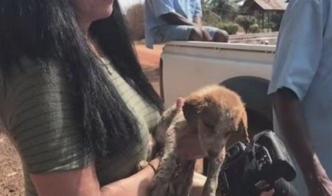 流浪犬出现意外闯入保护区,被收留后与黑猩猩变成最好的朋友,真能处关联