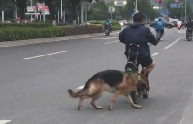 小伙带狗狗在街上买水果,狗狗做的一事令人捧腹