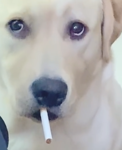 主人家在抽烟,狗狗看过也要来一根,给它后一脸疑惑表情:不能吃?