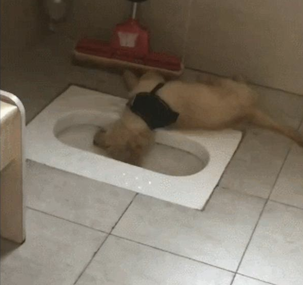 金毛狗狗倒在厕所蹲坑边就睡觉了,异味都熏昏迷不醒它,它是喝醉酒吗?