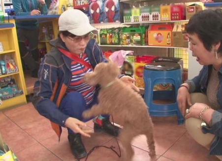 七岁贵宾犬被陌生人抱走，被找到后竟变成这样，主人不忍哭成泪人