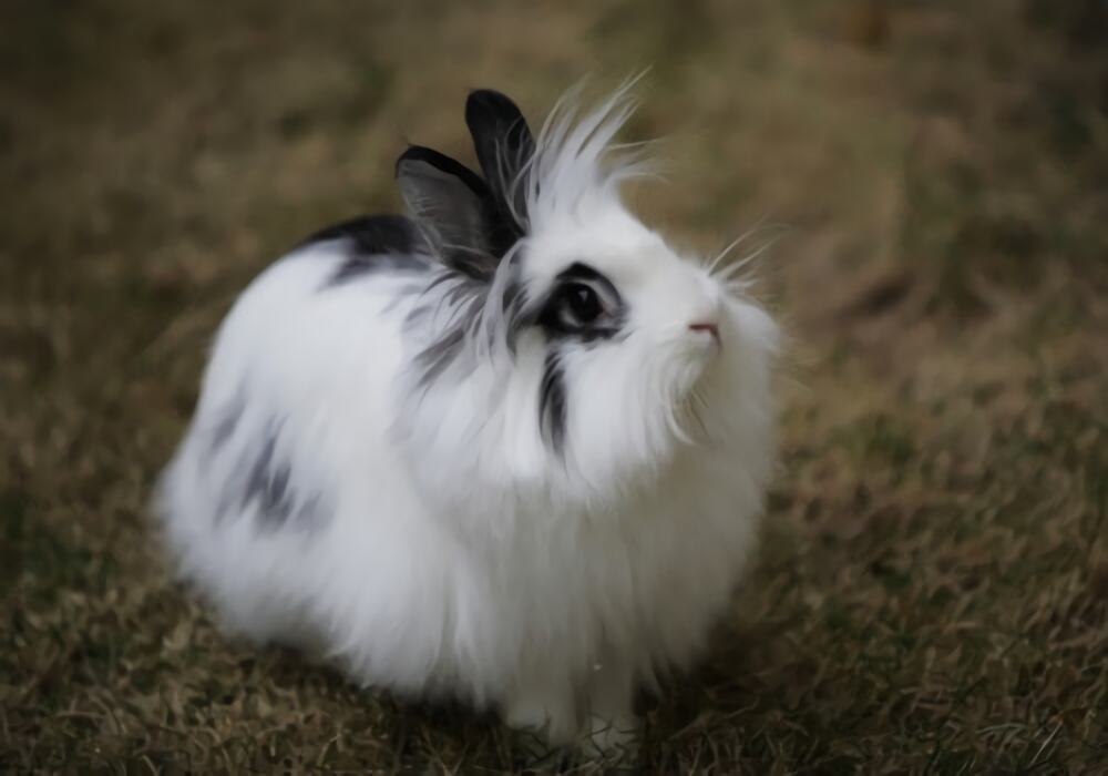 狮子兔身份信息