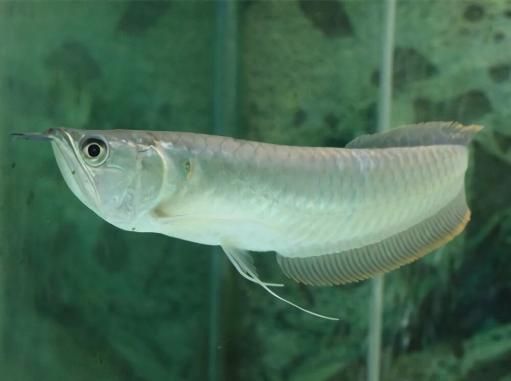 银龙鱼身份信息