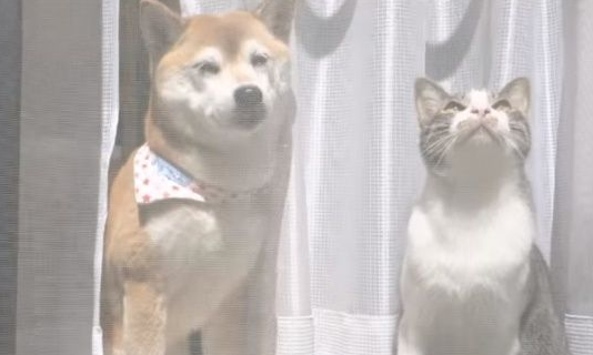 猫狗好朋友门边晒太阳 暖烘烘超舒服的感觉