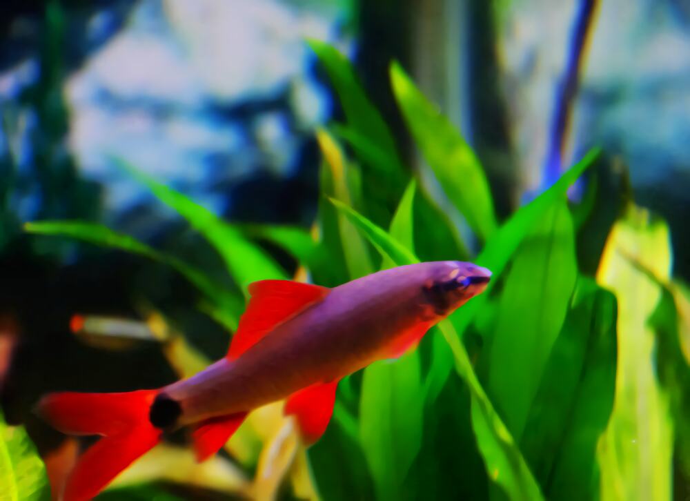 彩虹鲨身份信息