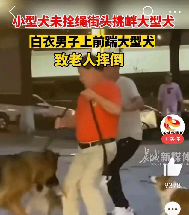 未牵绳小狗挑衅大狗被咬 男子踹狗致老人摔倒