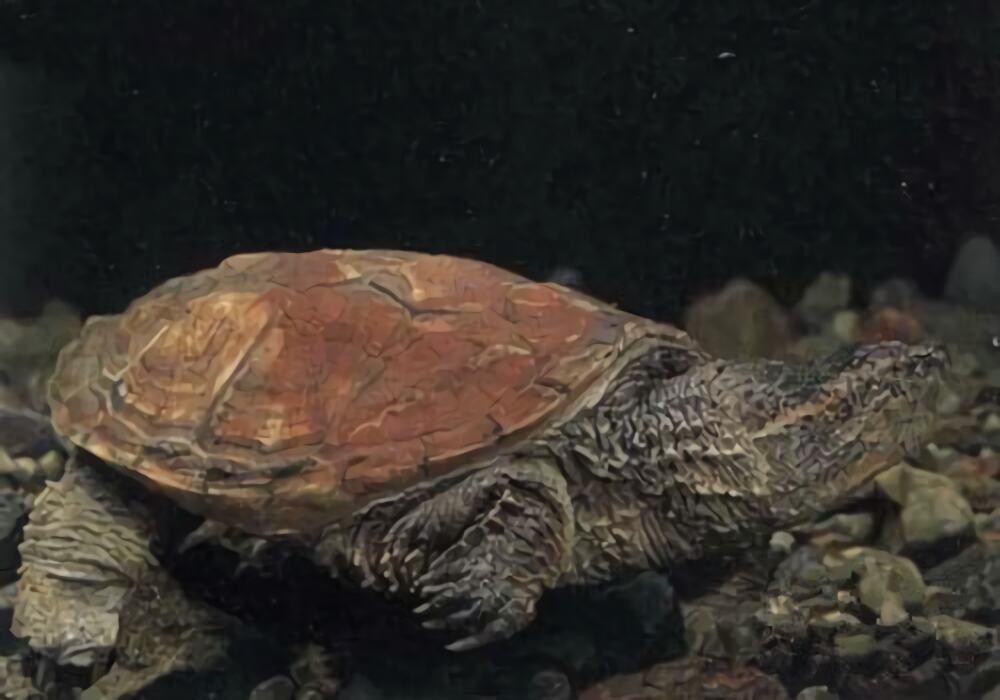 南美拟鳄龟身份信息