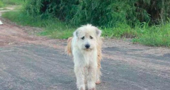 狗狗等了2年的主人家再次发生,它却不肯跟他回来了,缘故有点儿打动