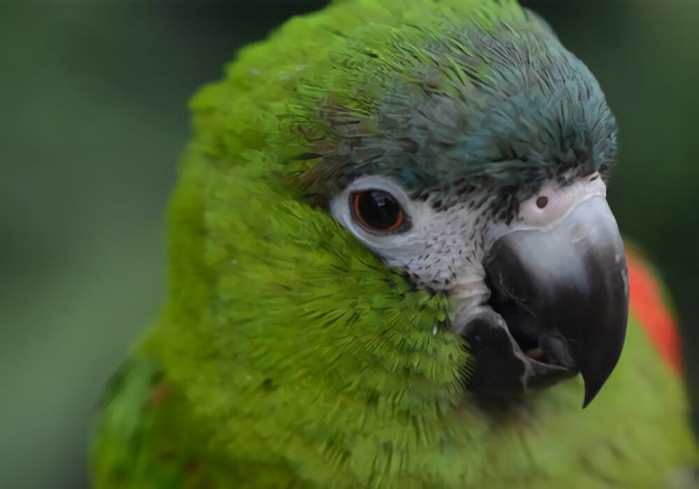 红肩金刚鹦鹉身份信息