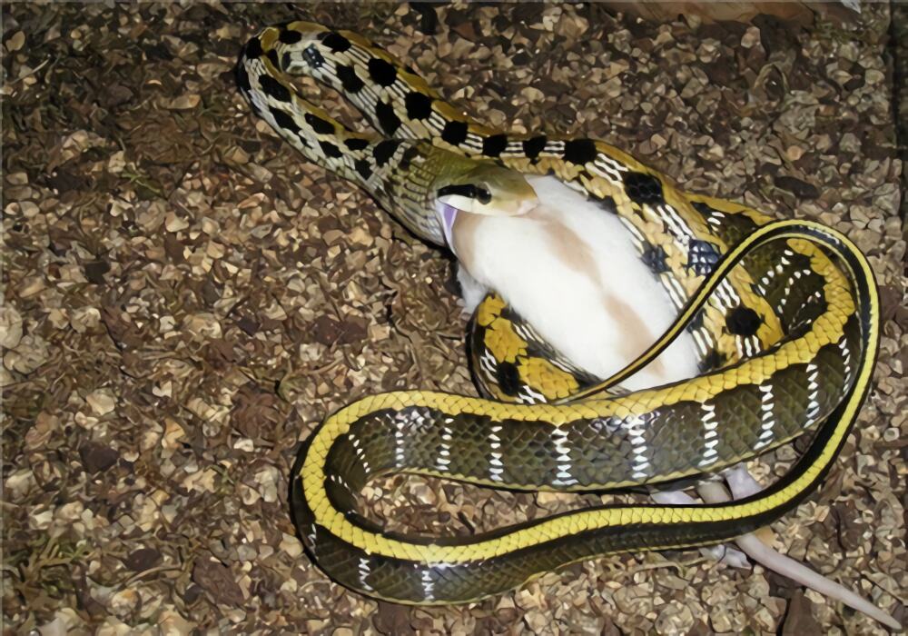 黑眉锦蛇身份信息