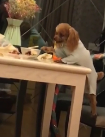 贵宾犬偷吃不成从桌上摔下，恰好被主人看到，尴尬极了！