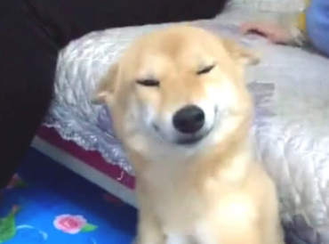 柴犬犯案后不嫌事大,被指责还撒娇卖萌,主人看过心都被萌化了