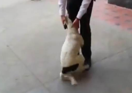 流浪狗街头看到恩人开心撒娇-最后目送恩人离开