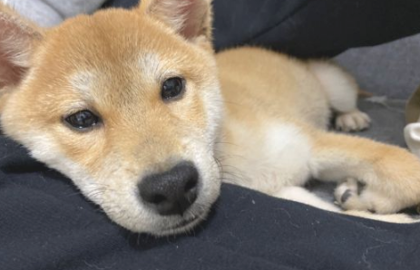 柴犬的睡姿挺“妖媚”,好像个妙龄女子一样,太讨人喜欢了