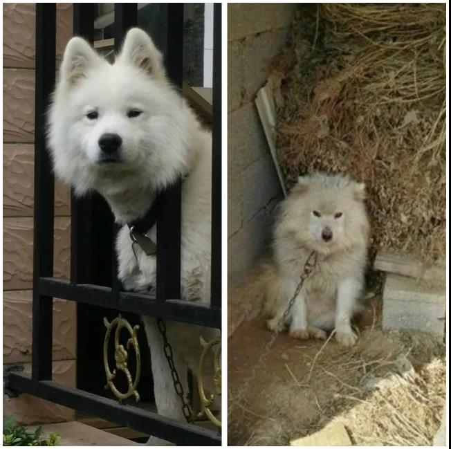 狗狗回乡过年前后大对比：你谁啊？我家狗呢！