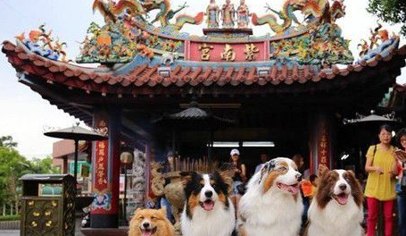 阿富汗猎犬站旁边牧羊犬瞬间变「柯基」!