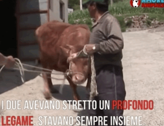 动物间的感情|牛妈妈要被卖掉后,狗子眼里满是泪水