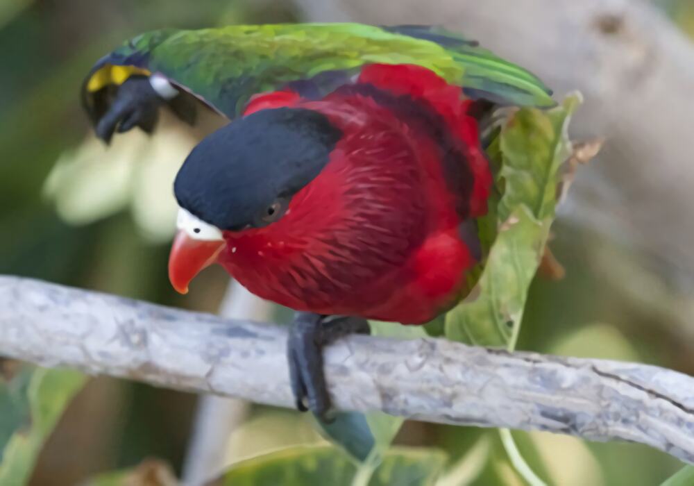 黑顶吸蜜鹦鹉身份信息