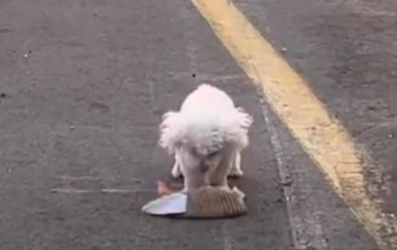 主人车祸,生死一线救出爱犬!小狗割舍心爱的玩具
