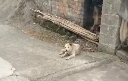 20岁老狗偷偷离家出走,主人看到监控后…瞬间泪崩
