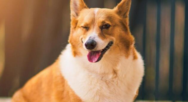 嫌弃狗窝不舒服，狗狗叼来东西自己布置，主人笑喷：这傻狗！