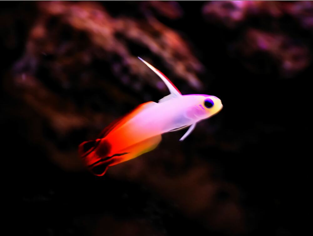 雷达鱼身份信息