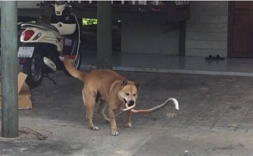 狗狗一直在后院犬吠，主人靠近看清它嘴里叼的东西后捏了把冷汗