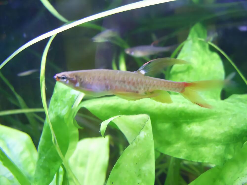 溅水鱼身份信息