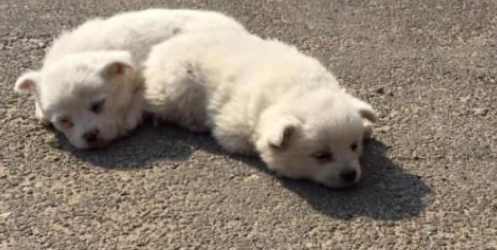 三只小奶狗在山洞里抱团取暖,看到有人来了,它们的表情萌翻网友