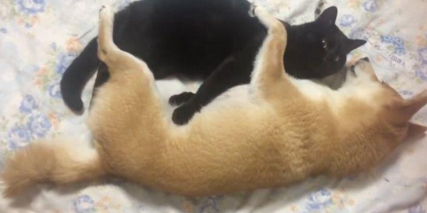 柴犬不把猫咪当回事儿,每日变着花式戏弄猫咪,猫:由谁来拯救朕?