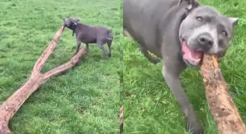 超狂比特犬散步竟捡一棵树回家,达到狗转化成就!
