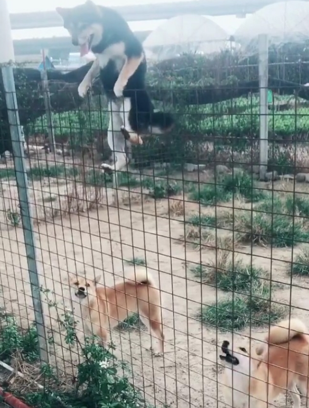 把围栏加到3米高,柴犬一绝技让主人懵圈,网友:30米高也白搭
