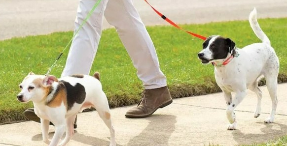 狗咬人几千万赔得起？女员工因遛犬纠纷辱骂路人