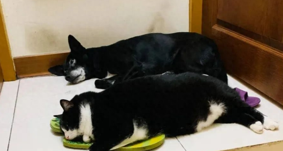 捡了只小奶猫让狗子带,没想到这货长大后居然比狗还大只!