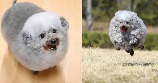 酷似小绵羊,想拥有一只这样的贵宾犬