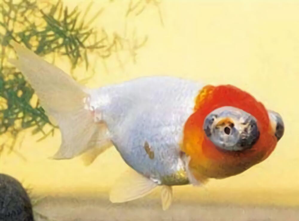 玫瑰红虎头龙睛身份信息